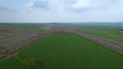 drone phus in shot over a beautiful green fields with blooming almond trees on a cloudy spring day