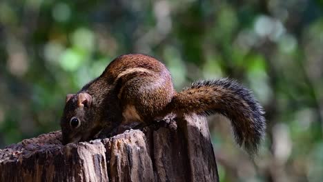 印度支那地松鼠 (indochinese ground squirrel) 是泰國最常見的地松鼠