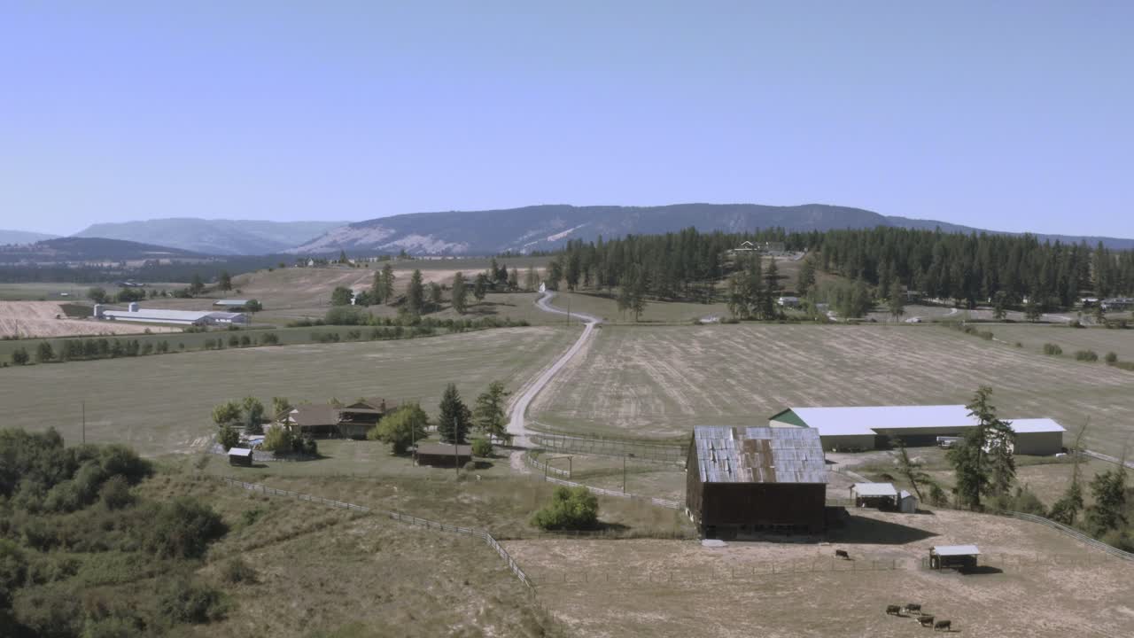 cows2-2 aerial dolly roll vuela sobre frondosos bosques verdes vintage antiguo granero vaca lechera granjas de vacas campos de heno rodeados de colinas onduladas en un valle de montaña con cielos azules claros en un caluroso día de verano