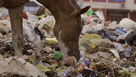 caballo en la pila de basura nigeria 04