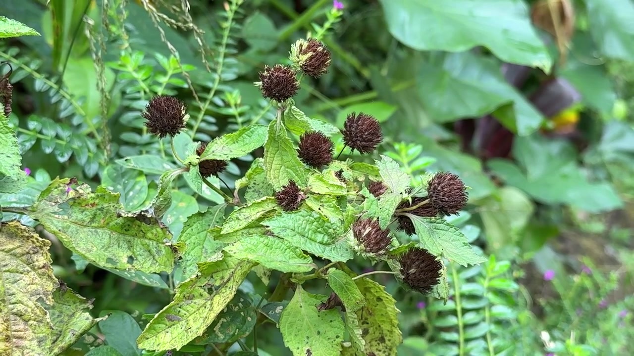 Wild Plant with Dark Seed Heads in a Garden