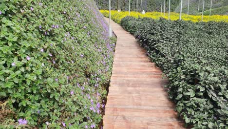 las hermosas flores y camas de hierba de cameron highlands, malasia.