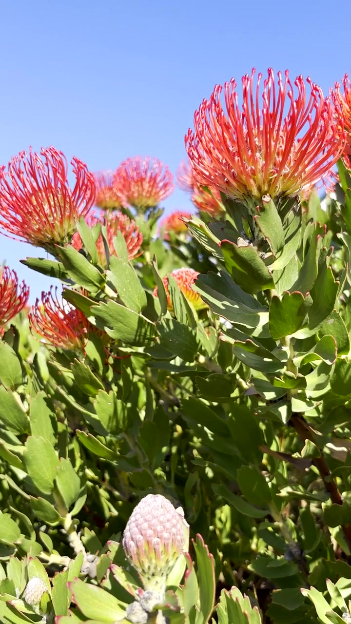Vertical. Bright red Leucospermum pincushion flowers in fynbos vegetation