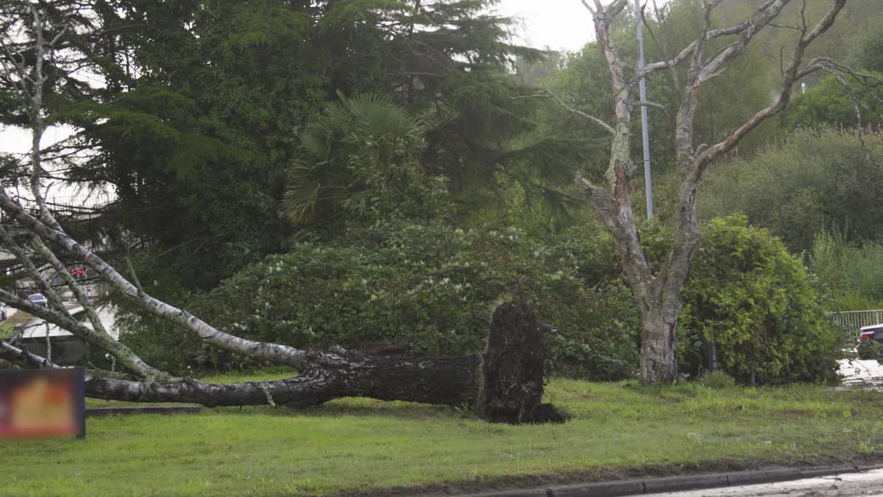 Fallen Tree After Storm