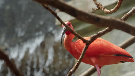 pájaro ibis escarlata de pie junto a una cascada