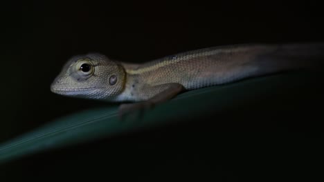 The-Oriental-Garden-Lizard-is-also-called-the-Eastern-Garden-Lizard,-Bloodsucker-and-Changeable-Lizard