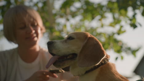 dog owner squatting on grassy field rubbing dog s back down to its tail with grooming glove while smiling under sunlight, person blurred in background