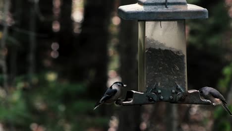The-chickadees-are-a-group-of-North-American-birds-in-the-tit-family-included-in-the-genus-Poecile