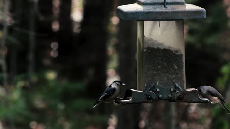 the chickadees are a group of north american birds in the tit family included in the genus poecile