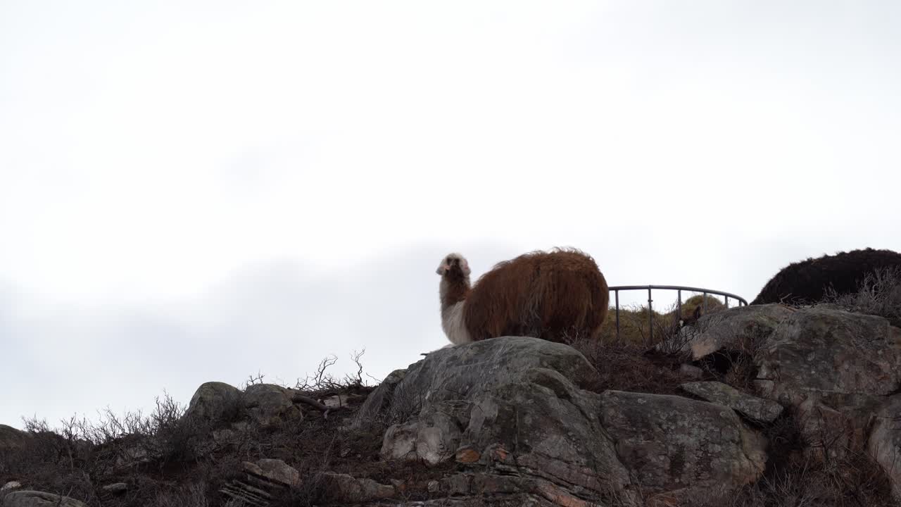 lama doméstico comiendo heno en roca de montaña con fondo nublado en la isla de sotra noruega