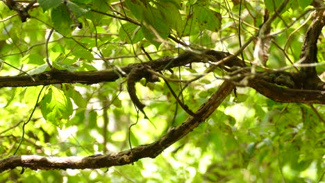 A small bird flying through branches in Gamboa Rainforest Reserve, Panama, static medium shot