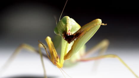 green mantis eats brown bug