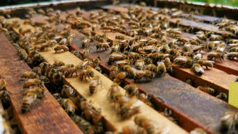 Una-Colonia-De-Abejas-Cultivadas-En-Una-Caja-Abierta-De-Panales-Enmarcados