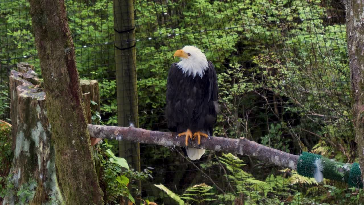 Adult Bald eagle sitting on a tree trunk Sitka, Alaska