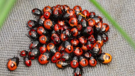 macro video of stink bug nymphs