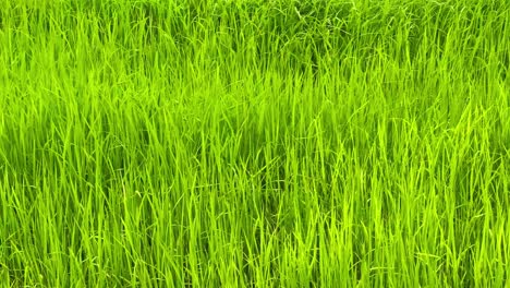 hermoso paisaje de campo de arroz verde en el área rural