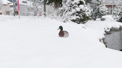 close up of a duck sitting on snow next to a lake on a winter day in st