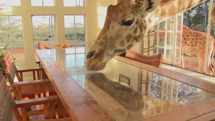 Giraffes stick their heads into the windows of an old mansion in Africa and eat off the dining room table 14
