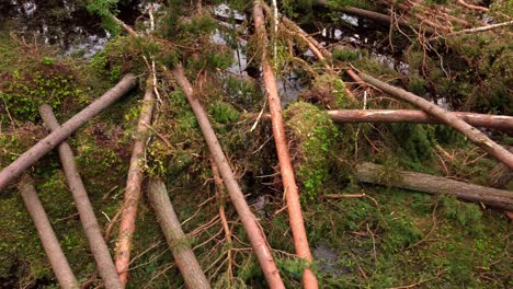 apocalyptic view on fallen tree trunks in forest after hurricane