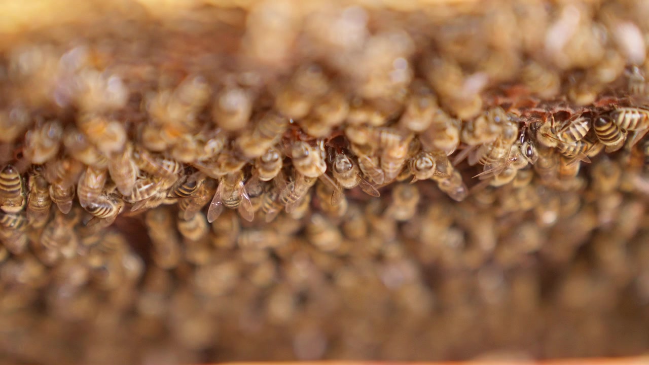 Primer plano de abejas melíferas agrupándose dentro de una colmena