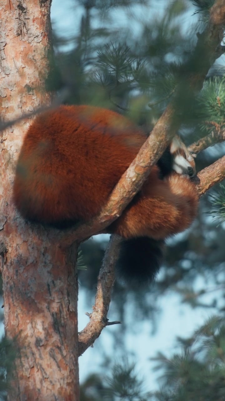 Panda rosso che dorme su un ramo di pino nel bosco. Verticale.