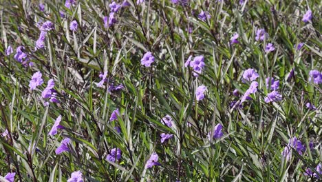 purple flowers bloom in a vibrant green field