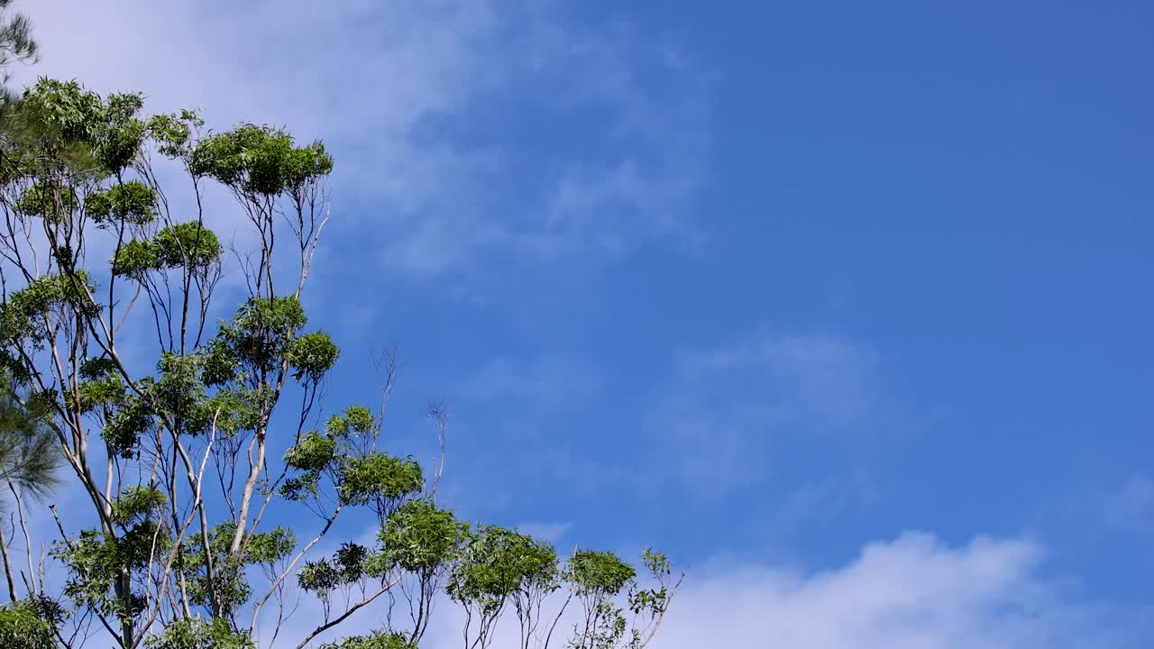 Camera pans upward revealing tall green tree tops and branches under bright natural daylight