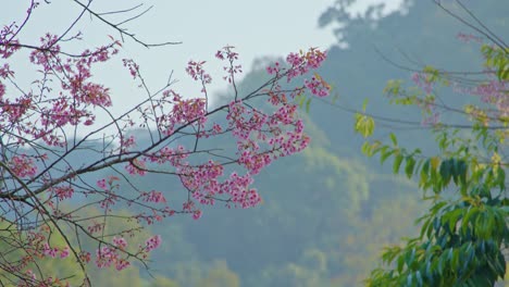 pink blossoms in a mountain forest