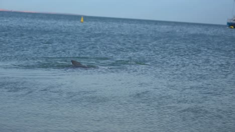 Adult-and-baby-Indo-Pacific-bottlenose-dolphins-playing-in-the-water