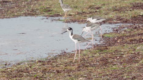 black-necked-stilts-with-other-birds-feeding-around-mats-of-seaweed-that-washed-along-beach-shore