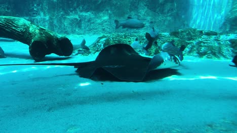 Stingray-Gliding-Through-the-Tank-Close-Up