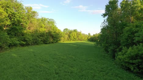green field and forest