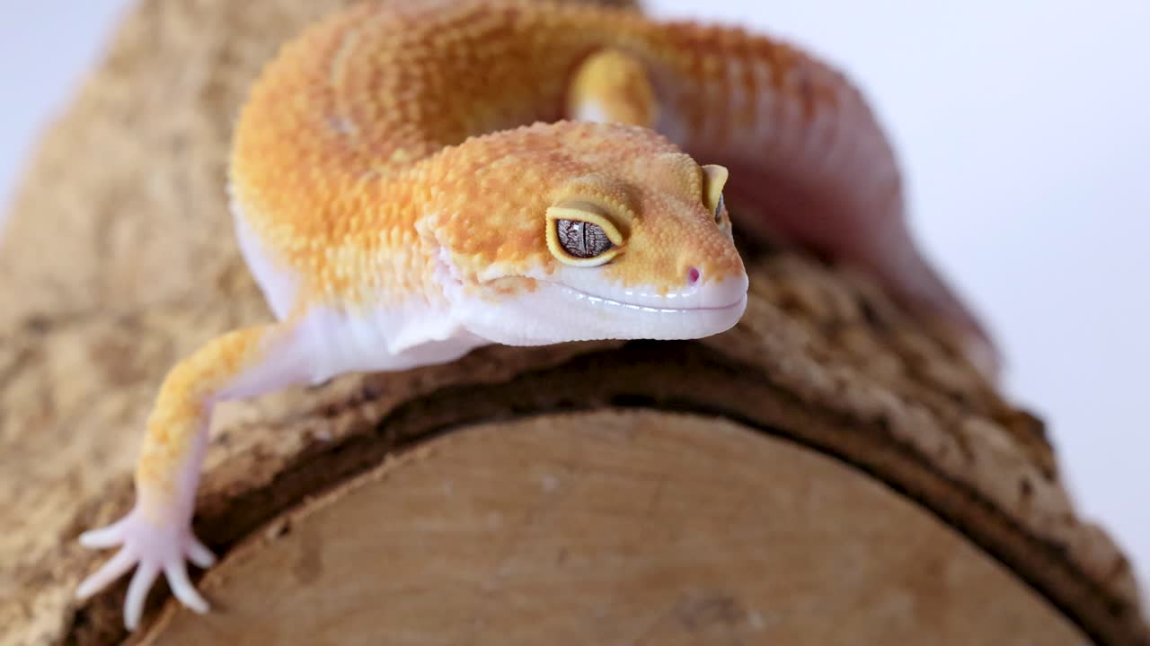 Uno scatto macro di profilo di un geco leopardo arancione che riposa tranquillamente su un tronco ruvido