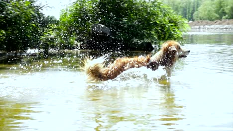 el perro peludo del corgi galés juega con su juguete en el río.