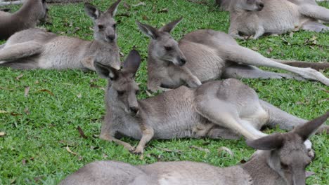 kangaroos grazing and interacting in a field