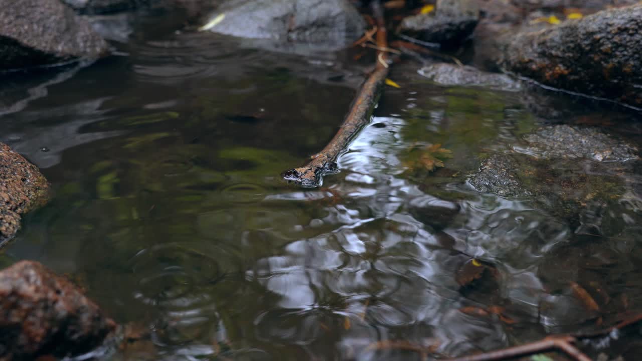 Rain falling over a puddle