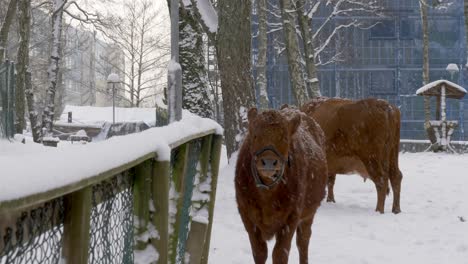 Vacas-De-Pie-Al-Aire-Libre-Durante-La-Nevada-En-El-Día-De-Invierno