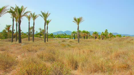 Palmenpark-Am-Strand-Playa-El-Pinar-In-Grao-De-Castellon-In-Spanien