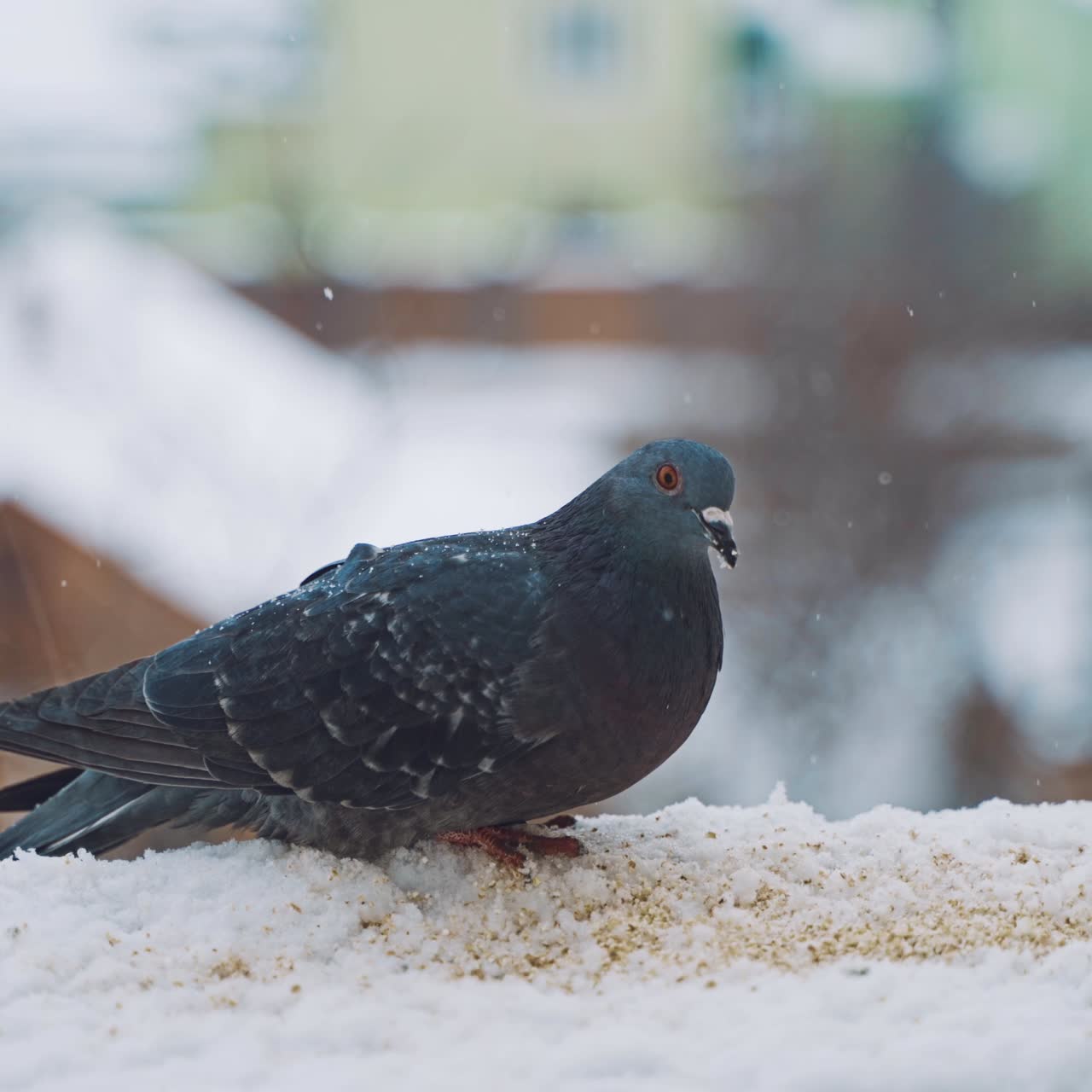 Pigeons on the city street. Pigeons on snow in the winter.