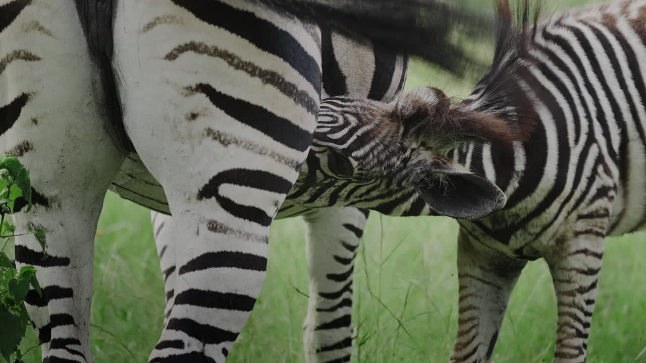 Zebra Foal Nursing