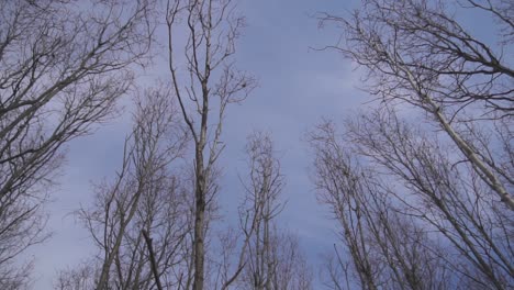 Tree-tops-spinning-around,-shot-in-a-forest-in-Denmark