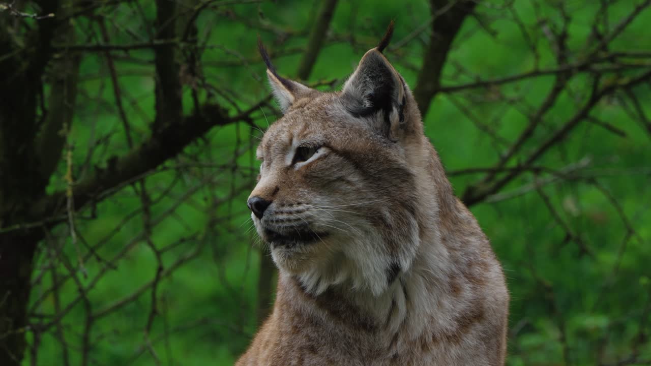 close up shot of an old lynx looking around on an overcast day in a forest