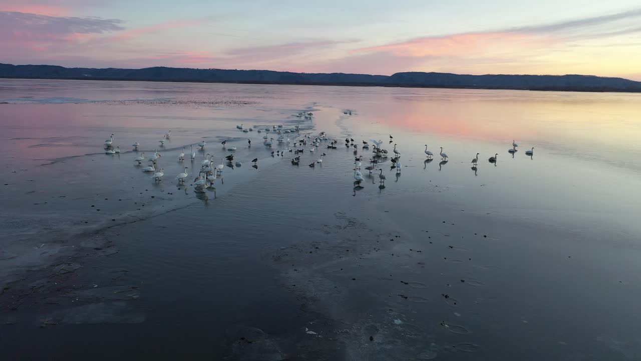 pájaros de invierno en el lago congelado al atardecer