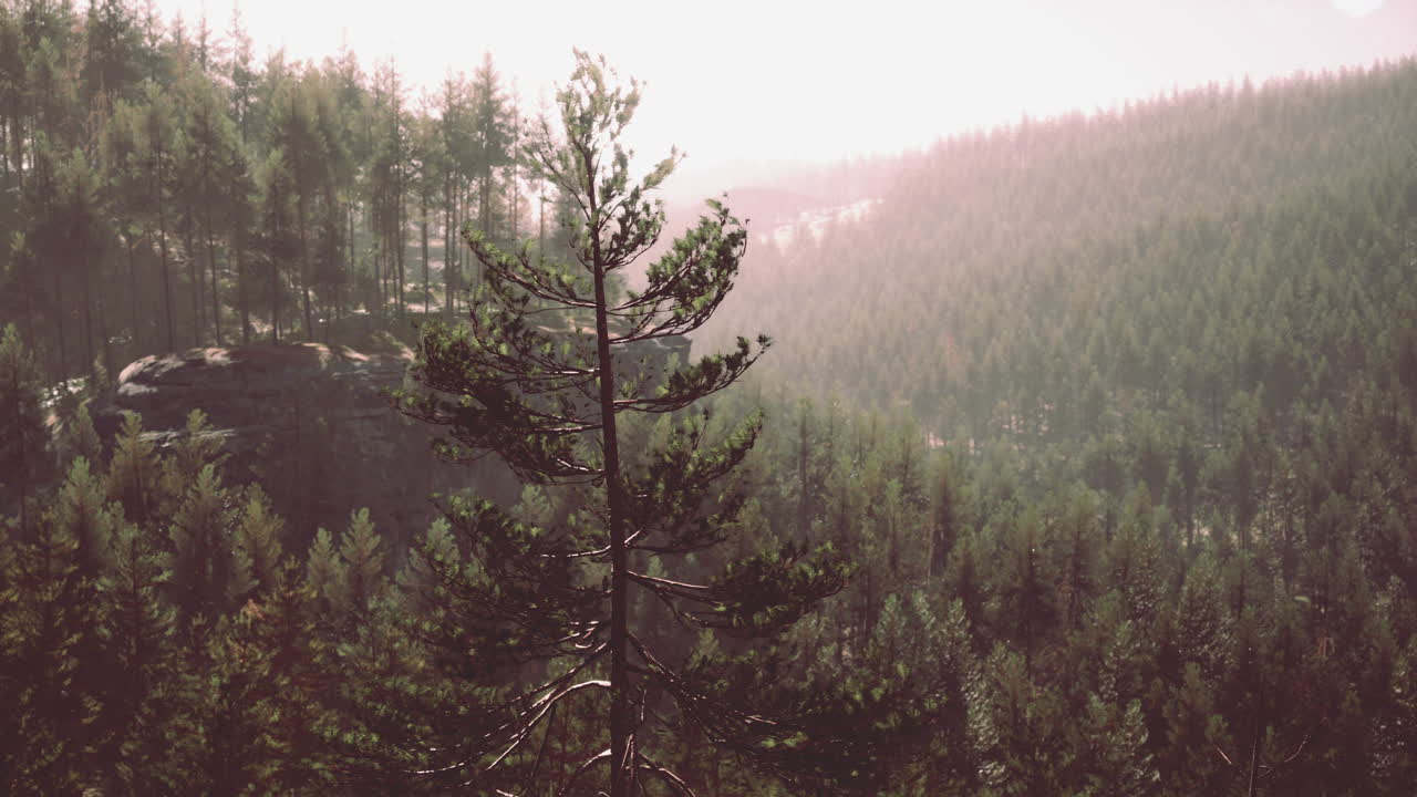Beautiful remote evergreen forest in mountain