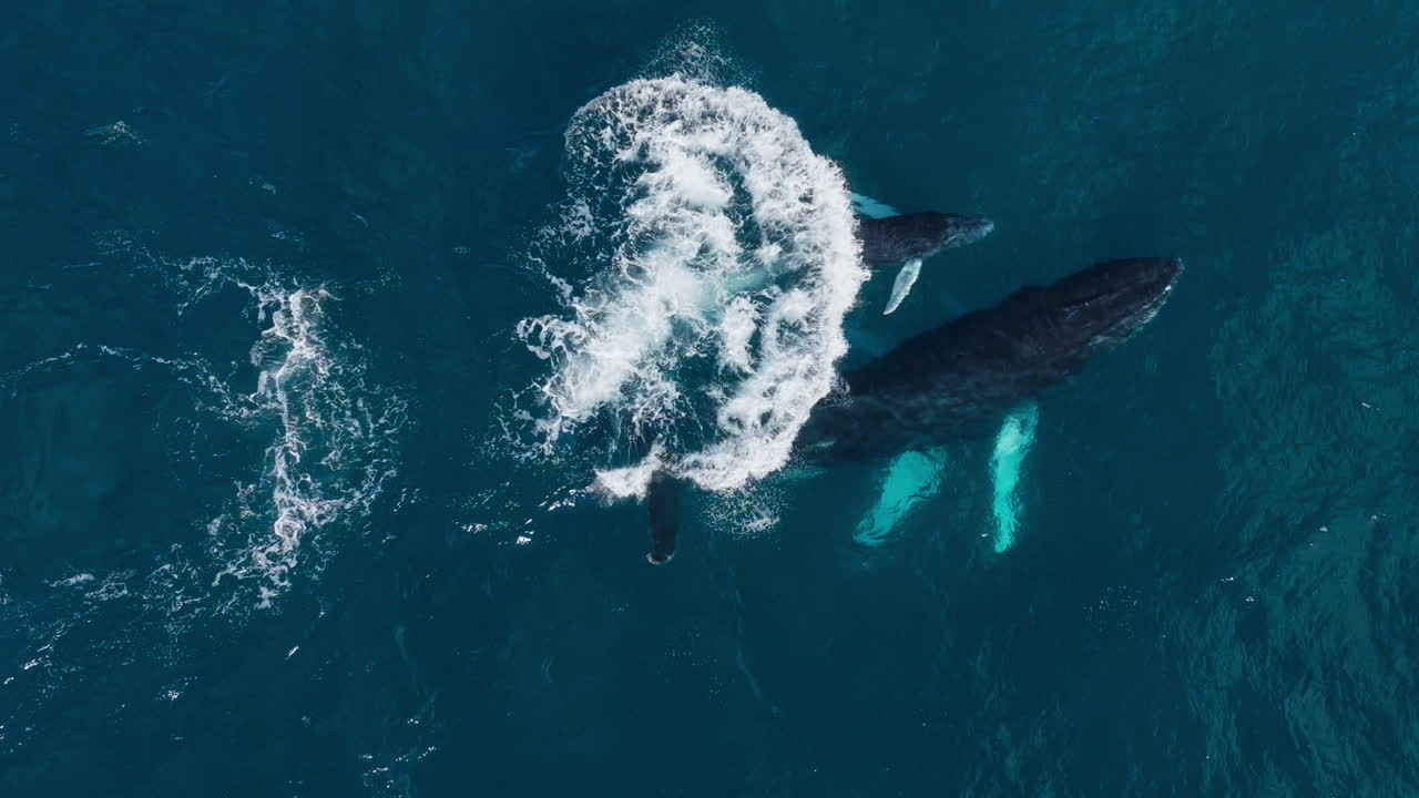Aerial birdseye view of a mother and calf humpback whale swimming along with the baby making cute little jump and playing
