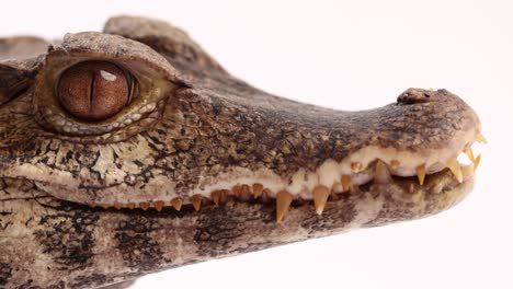 caiman closeup macro cuviers drawf crocodilian