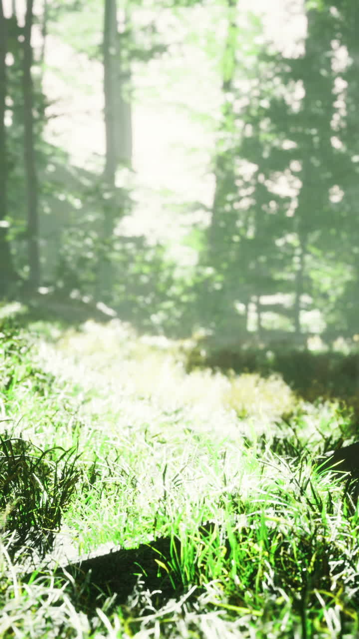 Sunlight filtering through trees in a tranquil forest setting with lush grass