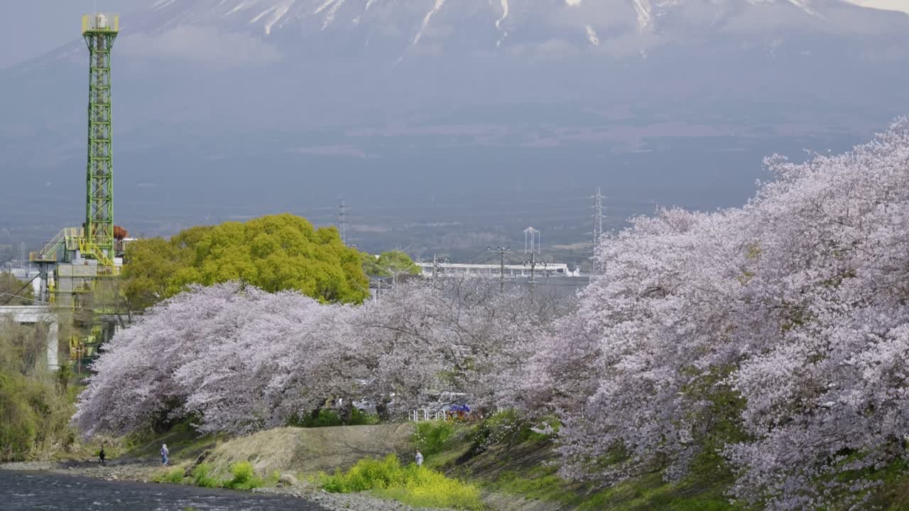 Slow motion tilt up over Mt. Fuji with Sakura at river