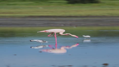 Flamingo-in-Lake-on-African-Safari-Park,-Pink-Flamingos-Vertical-Video-for-Social-Media,-Instagram-Reels-and-Tiktok-in-Ngorongoro-Conservation-Area-in-Ndutu-National-Park-in-Tanzania-in-Africa