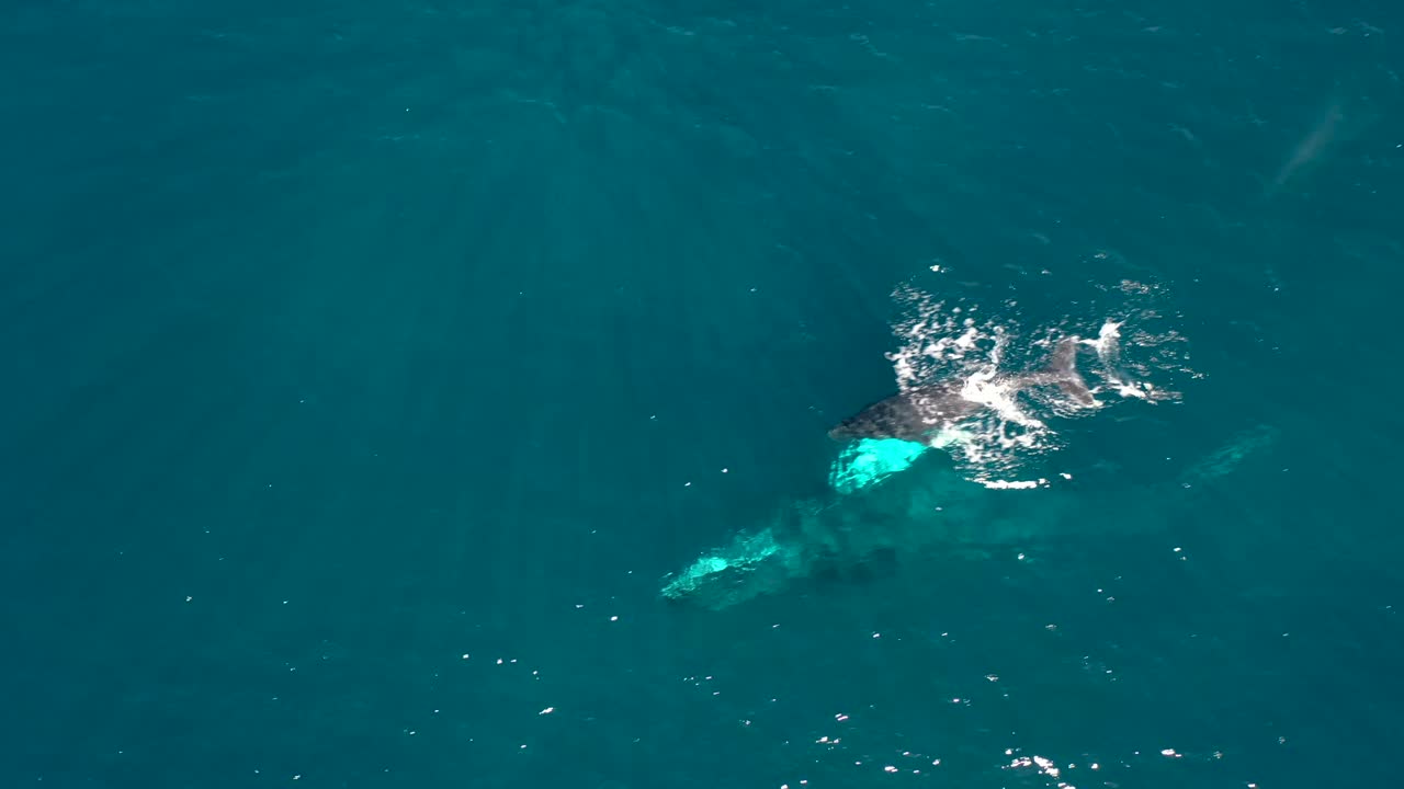 엄마와 함께 수영하는 동안 하와이 마우이에서 물을 뚫고 나오는 아기 혹등고래의 훌륭한 공중 사진